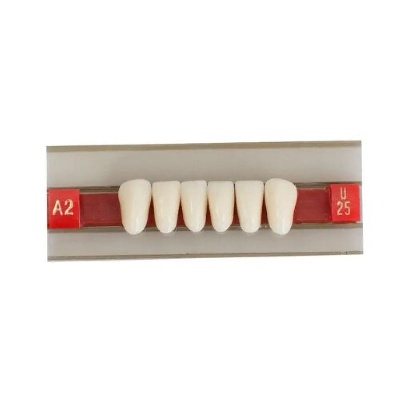 Funwill Transform Your Smile With Anterior Acrylic Resin Gu25 A2 Lower False Denture Teeth - Ideal